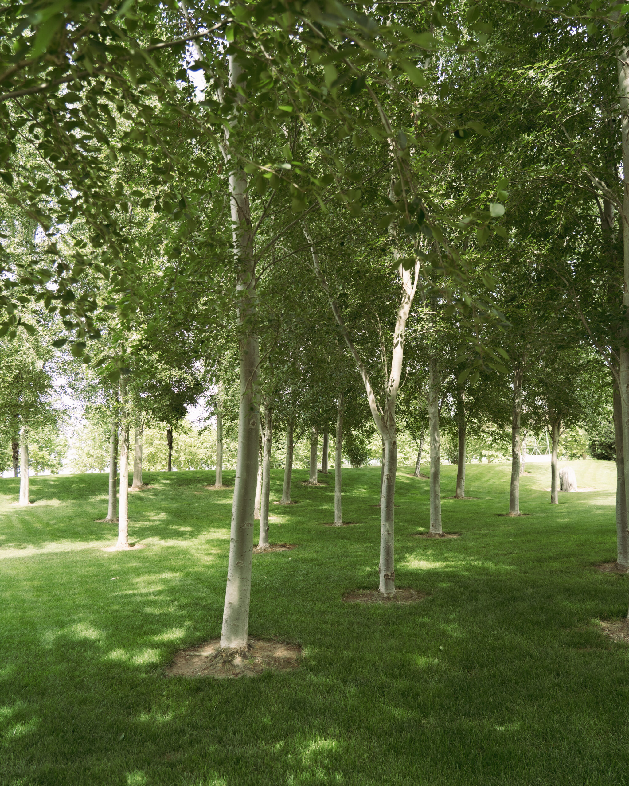 Camí entre fruiters